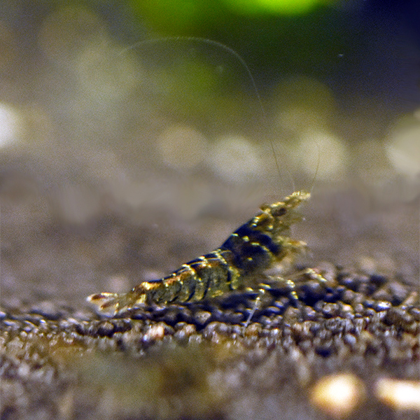 Sulawesi Algengarnele, Caridina pareparensis parvidentata 